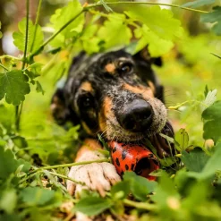 Non-Stop Dog kuminen aktivointilelu>Non-stop dogwear Discount