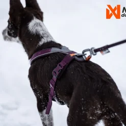 Line harness 5.0, violetti>Non-stop dogwear Discount