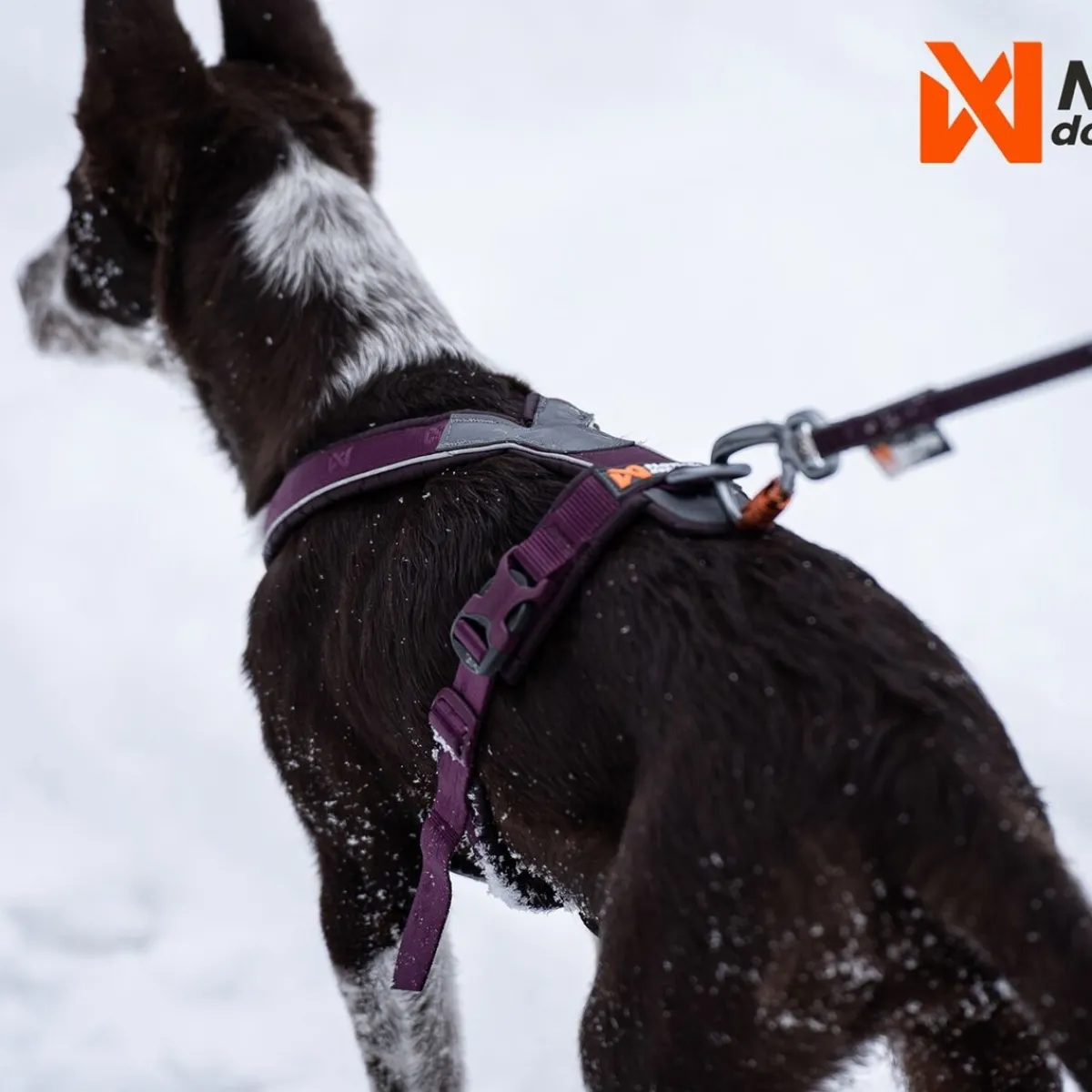 Line harness 5.0, violetti>Non-stop dogwear Discount