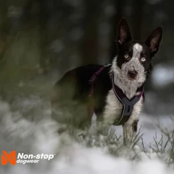 Line harness 5.0, violetti>Non-stop dogwear Discount