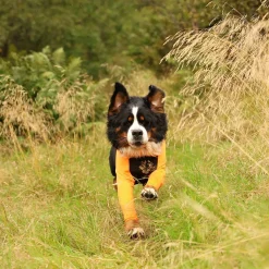 Protector puku, narttumalli>Non-stop dogwear Discount