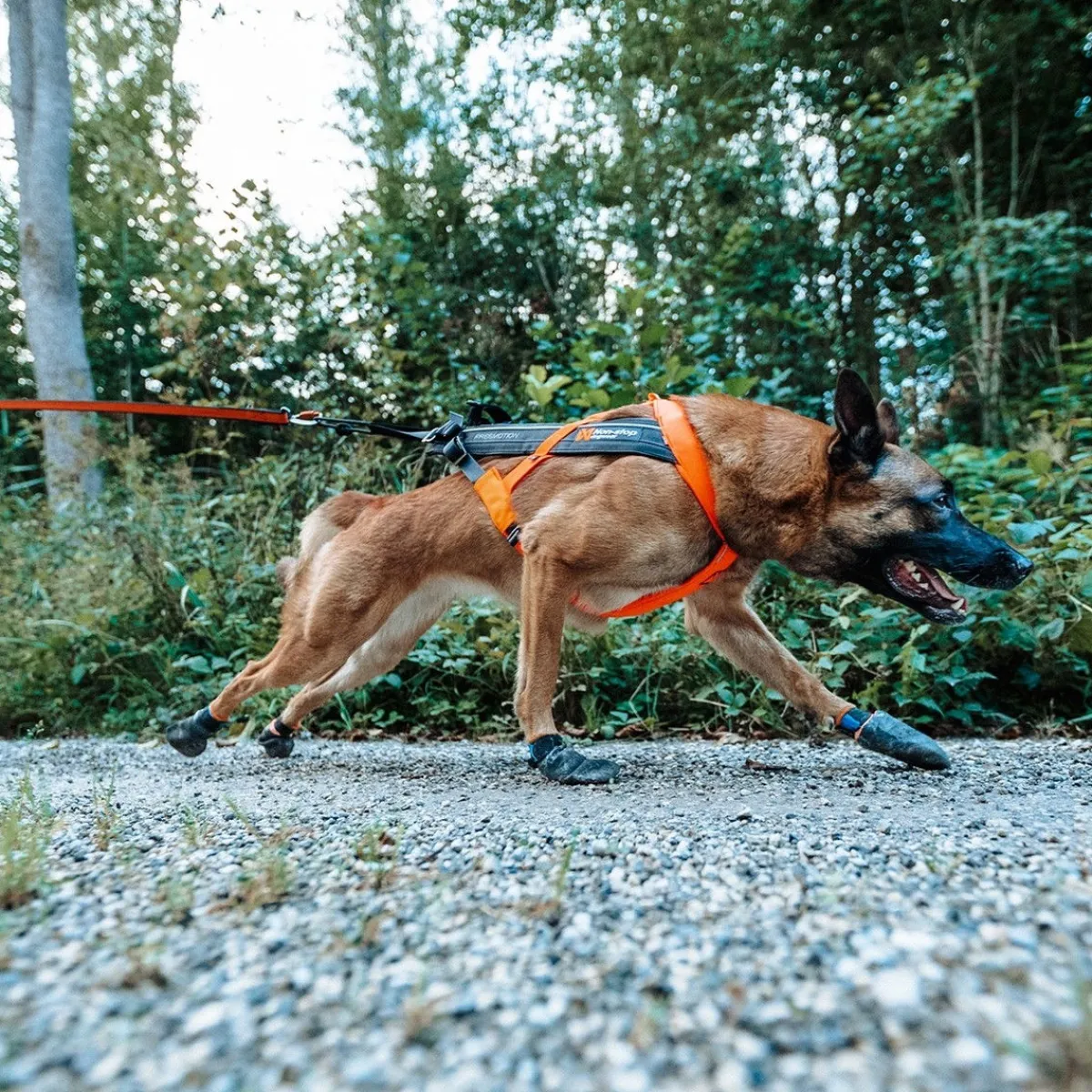 Non-Stop Freemotion valjaat 5.0 musta/oranssi>Non-stop dogwear Sale
