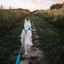 Non-Stop Freemotion valjaat 5.0, sinivihreä>Non-stop dogwear Discount