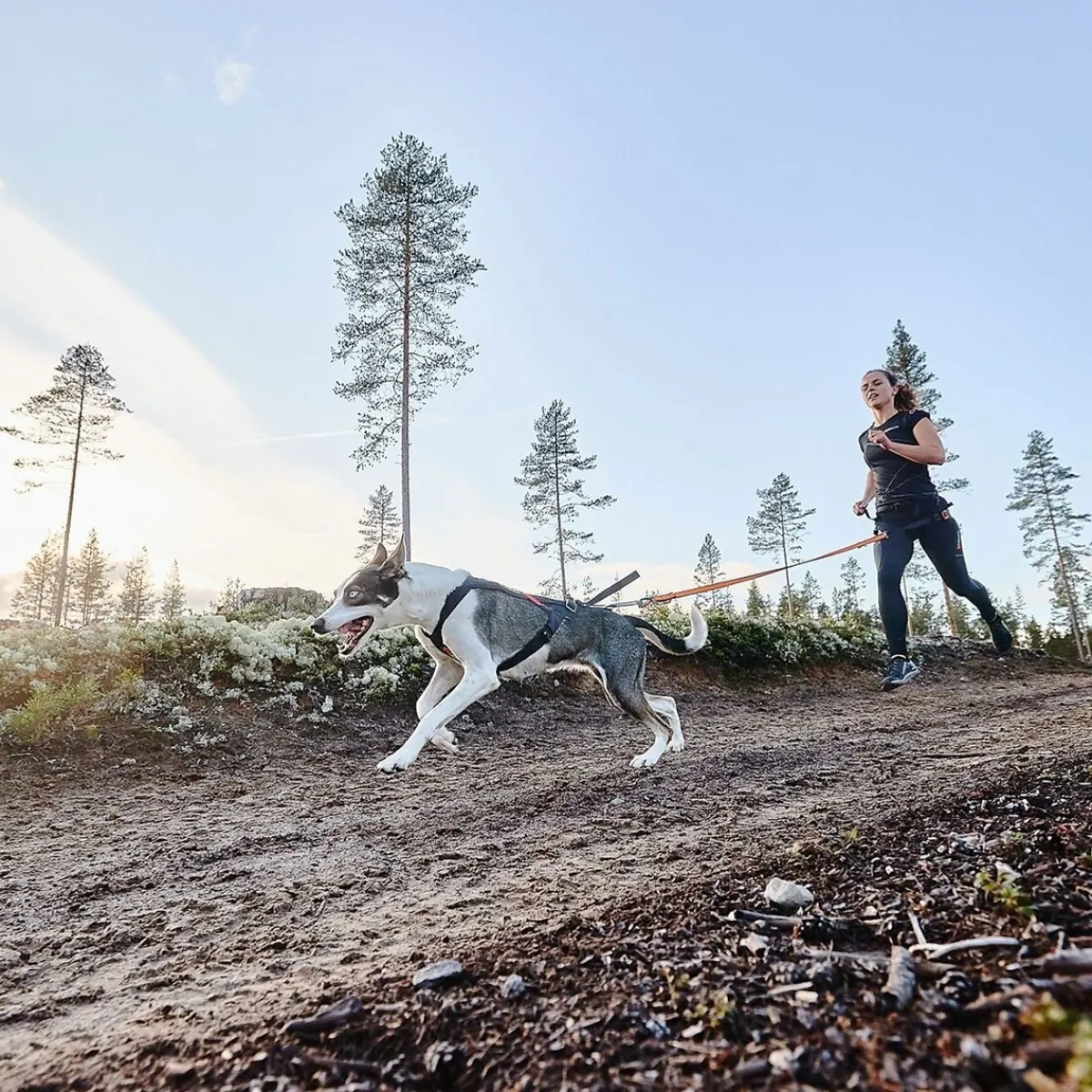Non-stop Freemotion vetovaljas>Non-stop dogwear Online
