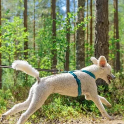 Non-Stop Line valjaat 5.0, sinivihreä>Non-stop dogwear Hot