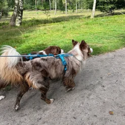 Non-Stop Line valjaat 5.0, sinivihreä>Non-stop dogwear Hot