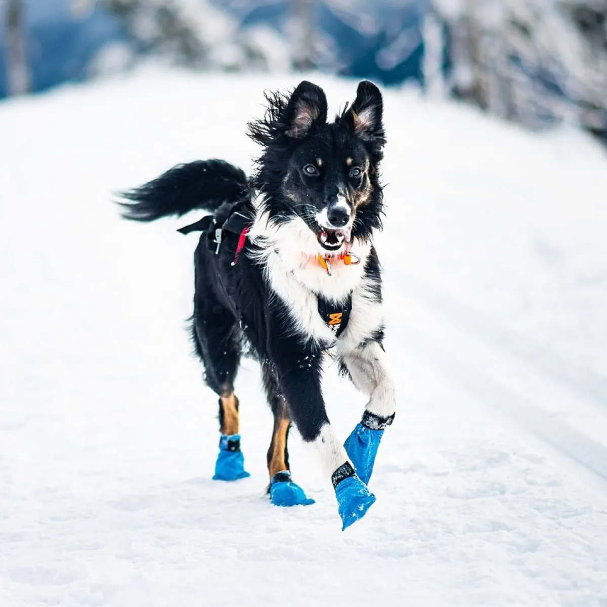 Non-stop Long Distance Bootie>Non-stop dogwear