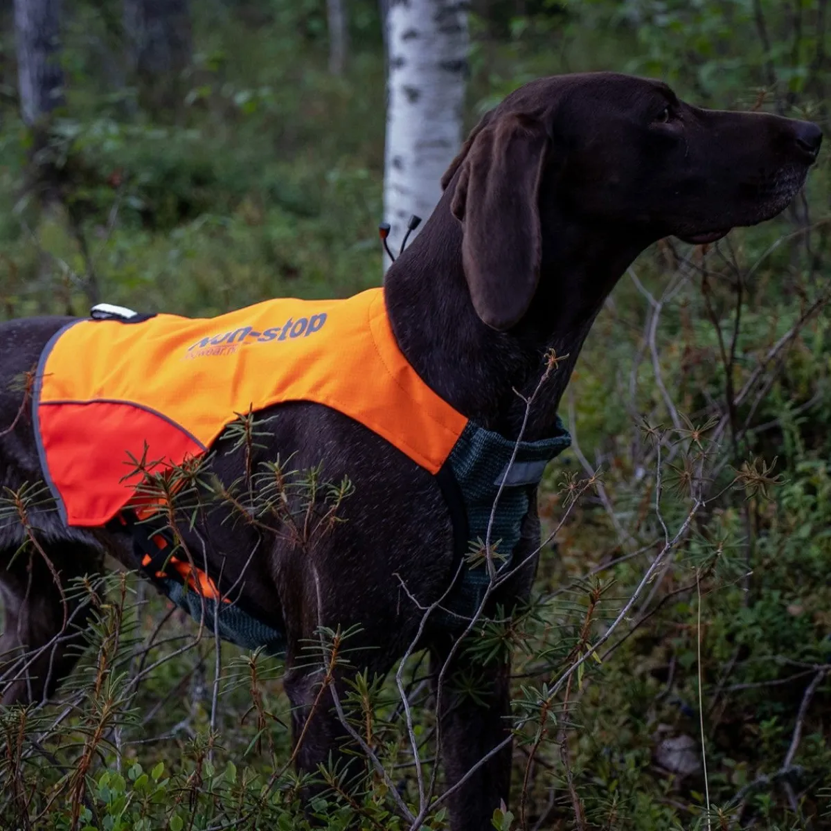 Non-Stop Protector metsästysliivi>Non-stop dogwear Clearance