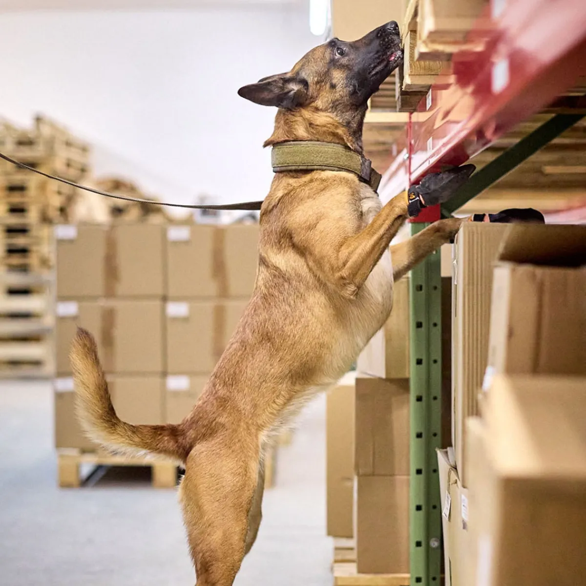 Non-Stop Solid WD kaulapanta, oliivi>Non-stop dogwear Hot