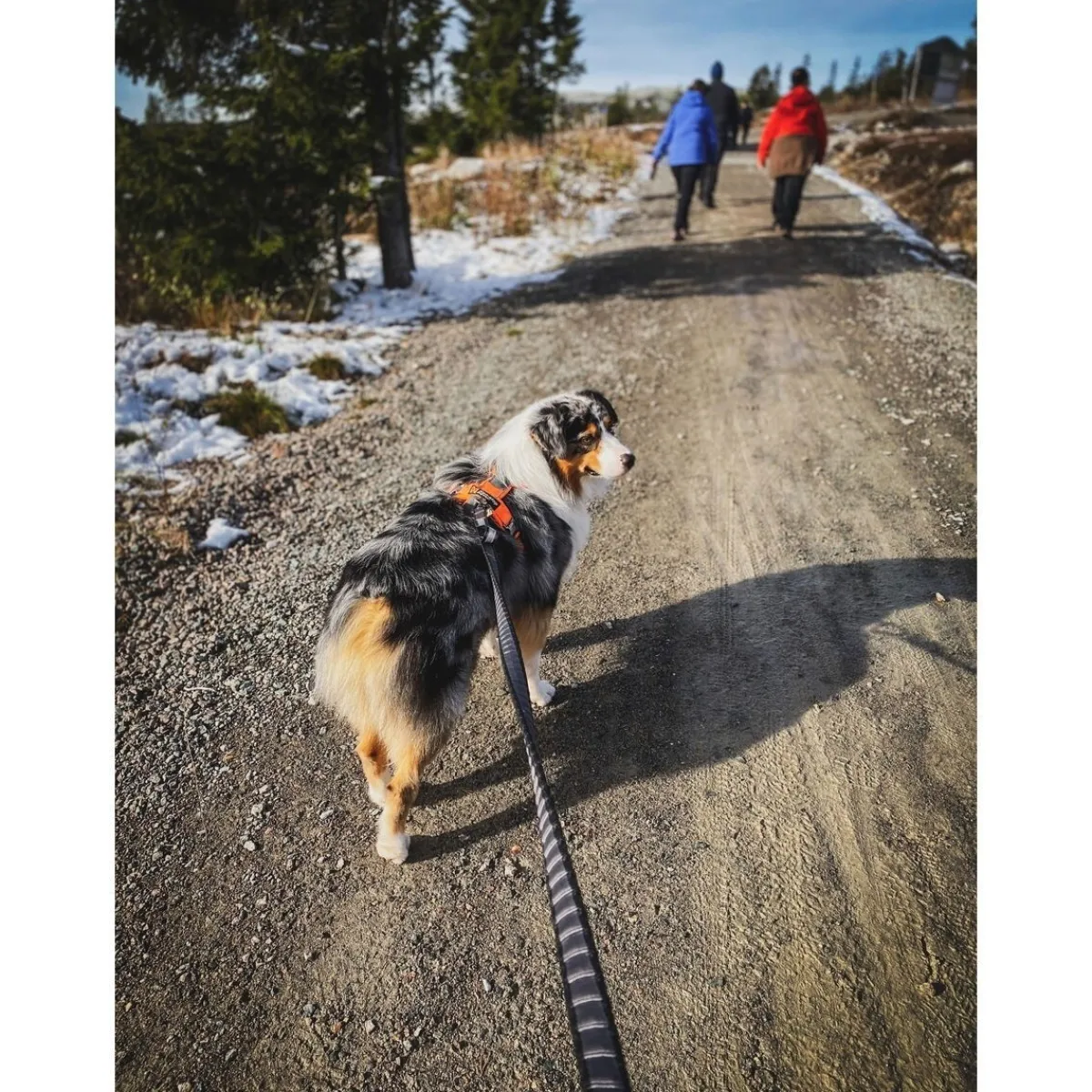 Non-stop Touring Bungee Leash 3.8m>Non-stop dogwear