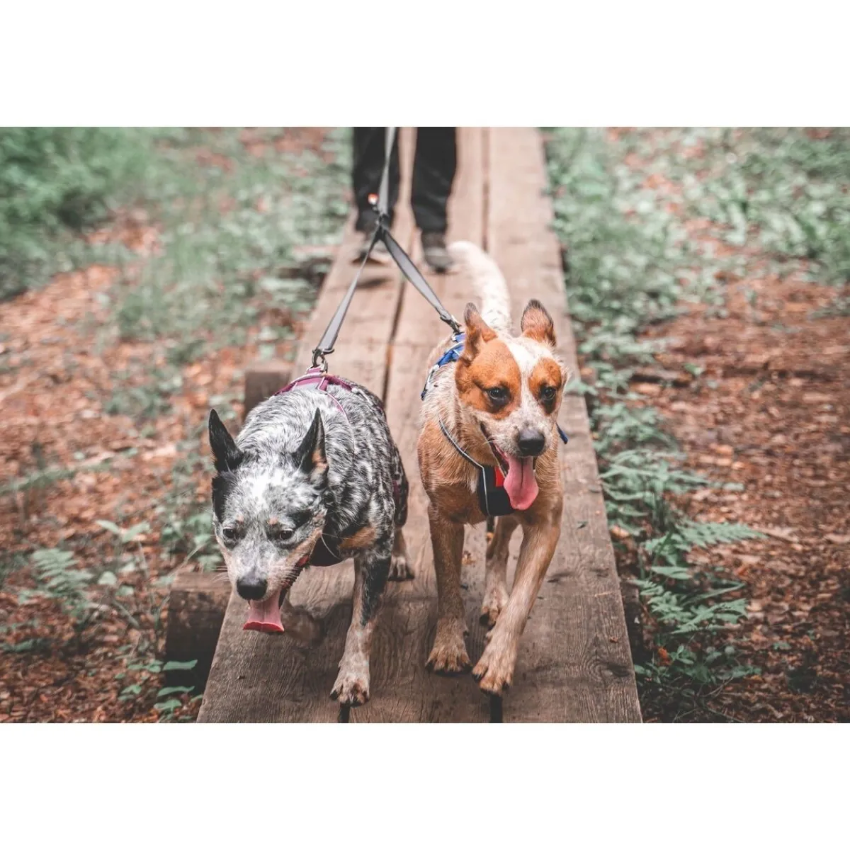 Non-Stop Touring Double Y-jakaja>Non-stop dogwear Best