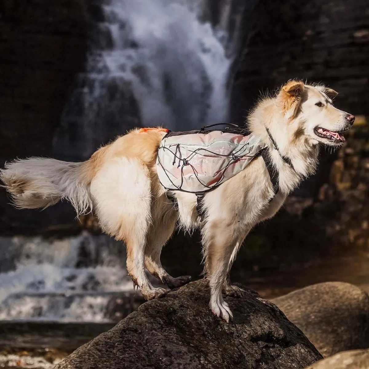 Non-Stop Trail Light -koiran reppu>Non-stop dogwear