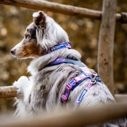 Non-stop Trail quest RP kaulapanta purple/pink>Non-stop dogwear Outlet