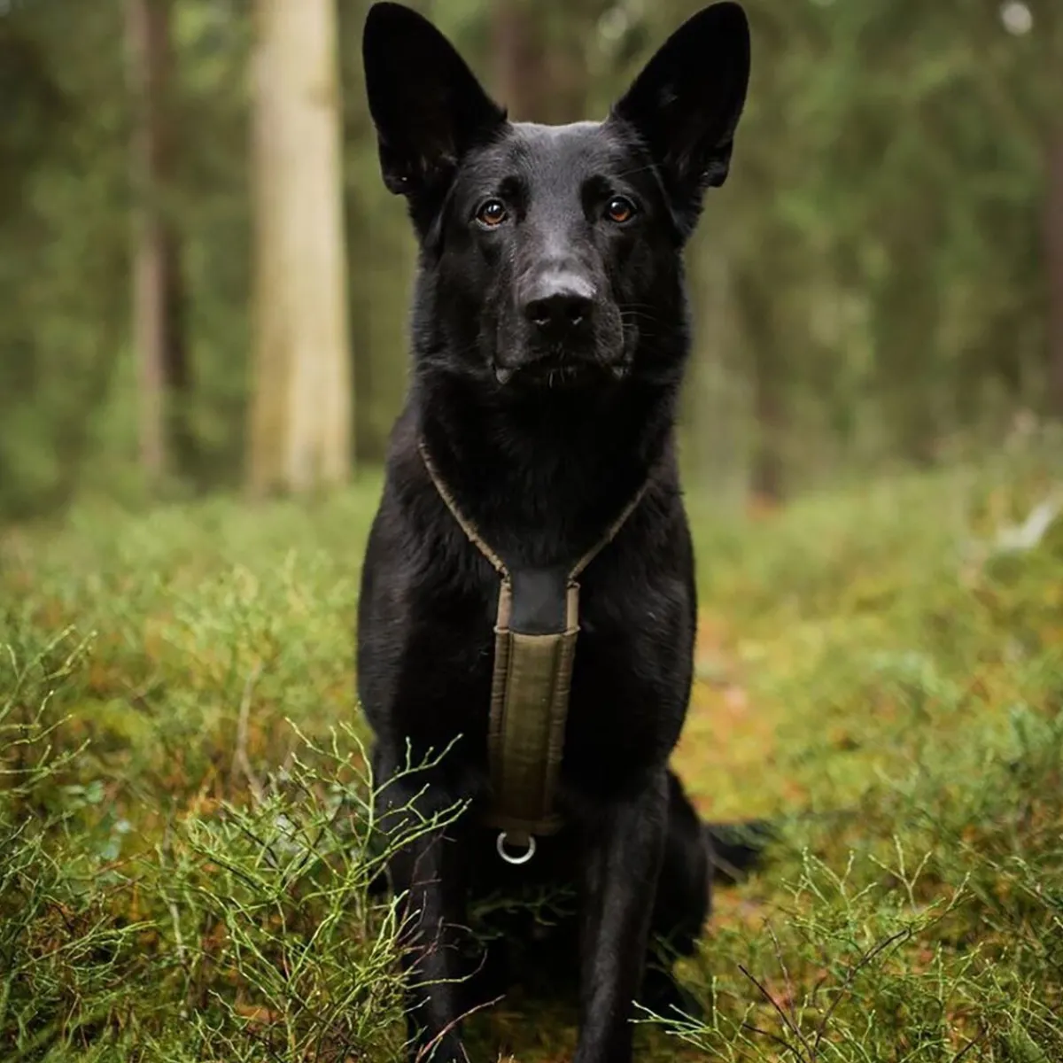 Non-stop valjaat Line Grip Defense, vihreä>Non-stop dogwear