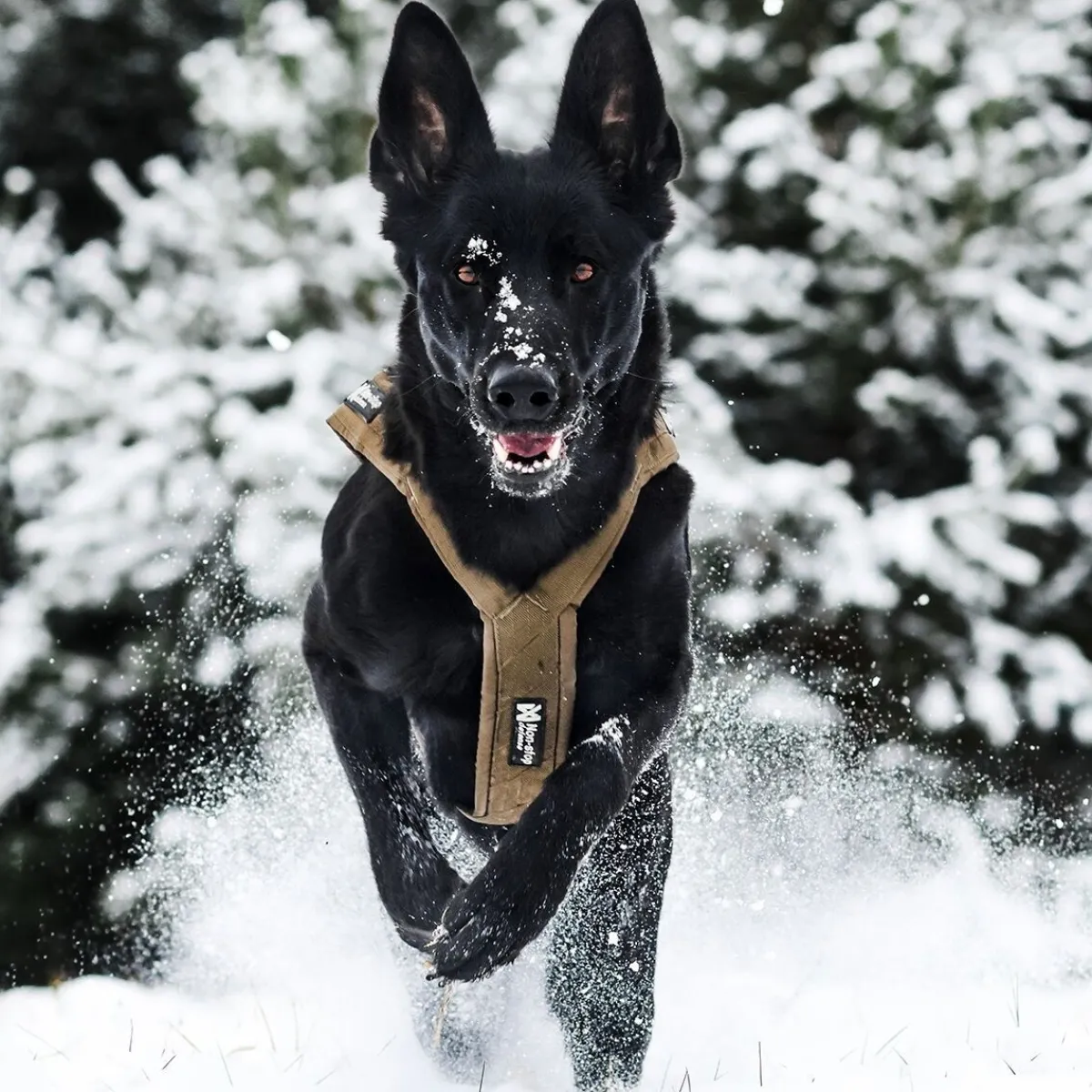 Non-stop vetovaljaat Freemotion Defense, vihreä>Non-stop dogwear Clearance