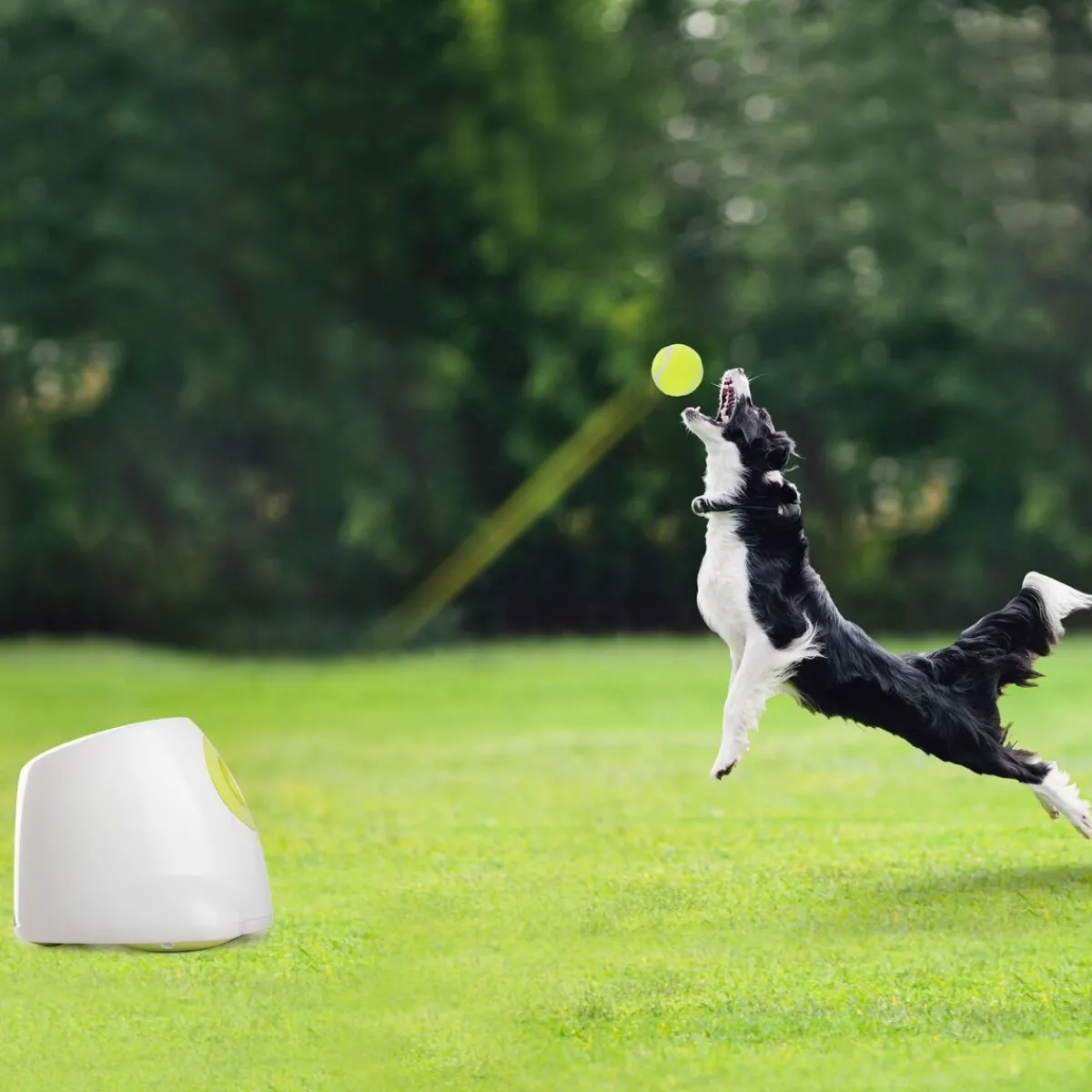 Pallotykki Hyper Fetch Maxi>All For Paws Online