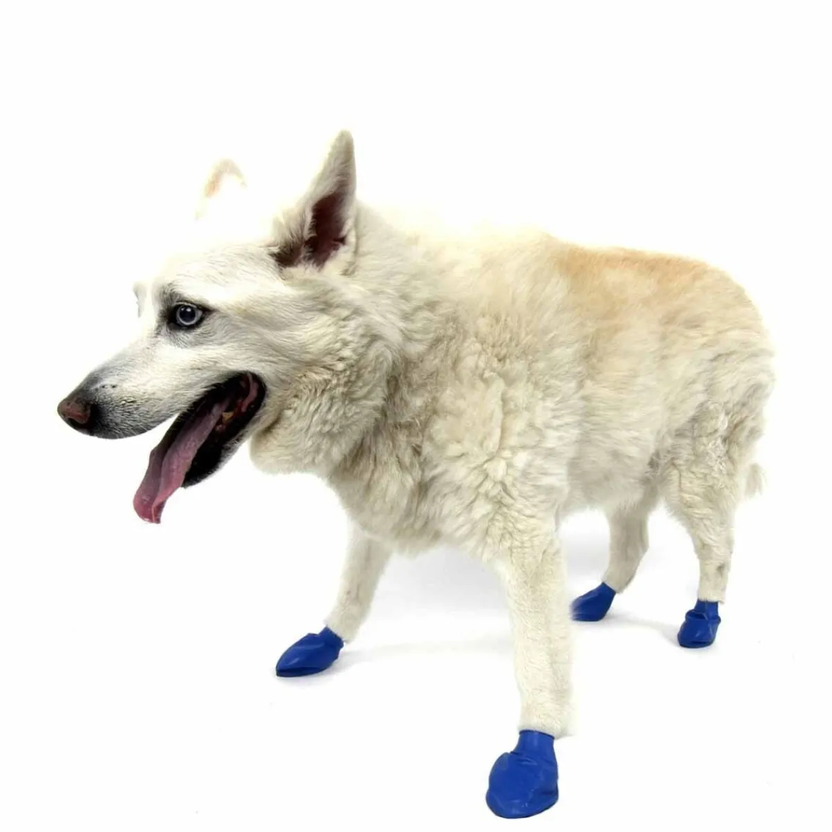 koiran suojatossut, 12 kpl>PawZ Hot