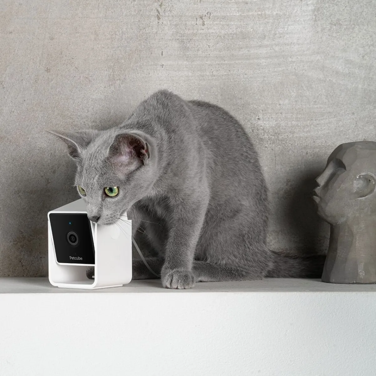 Cam lemmikkikamera kotiin>Petcube Sale
