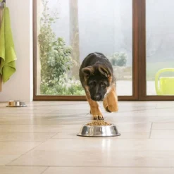 Pro Plan Large Puppy Athletic>Purina Pro Plan Outlet