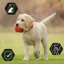 Pro Plan Large Puppy Athletic>Purina Pro Plan Outlet