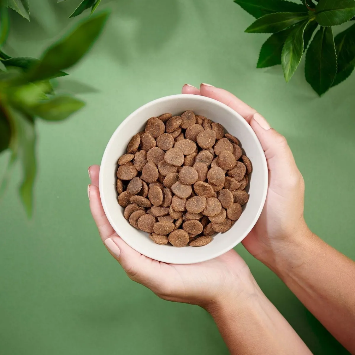 Dog Adult Grain Free Pork>Purenatural New