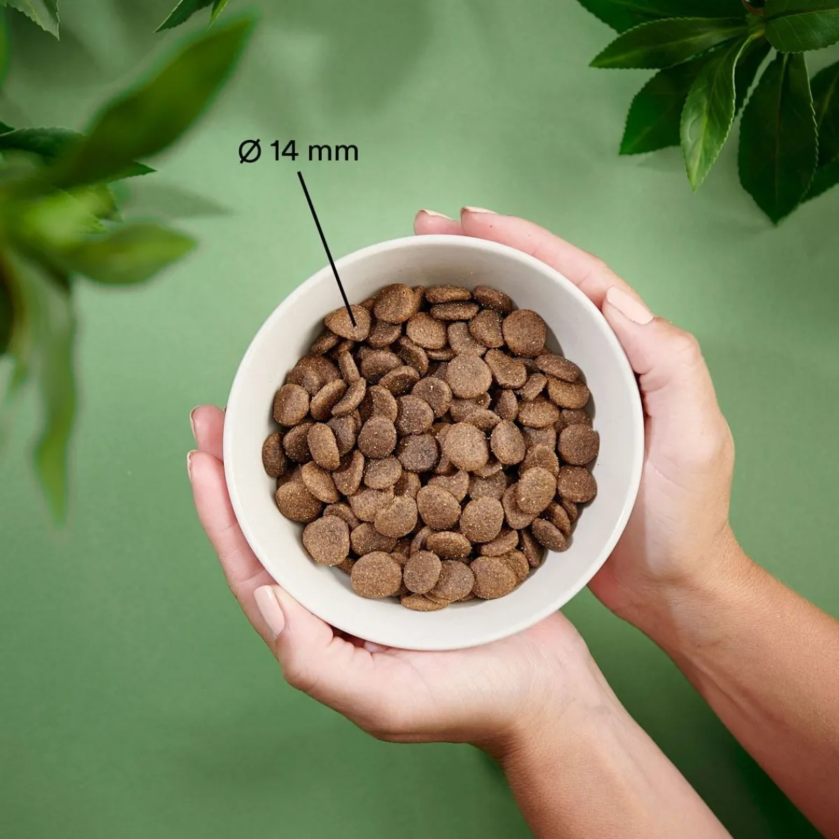 Dog Adult Grain Free Lamb>Purenatural Online