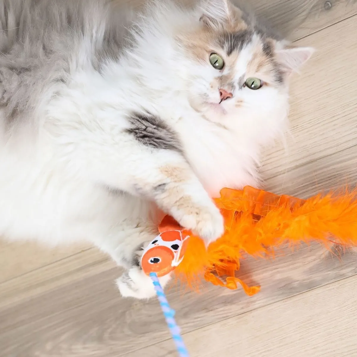 kissanonki koikarppi>Quirky Kitty Sale