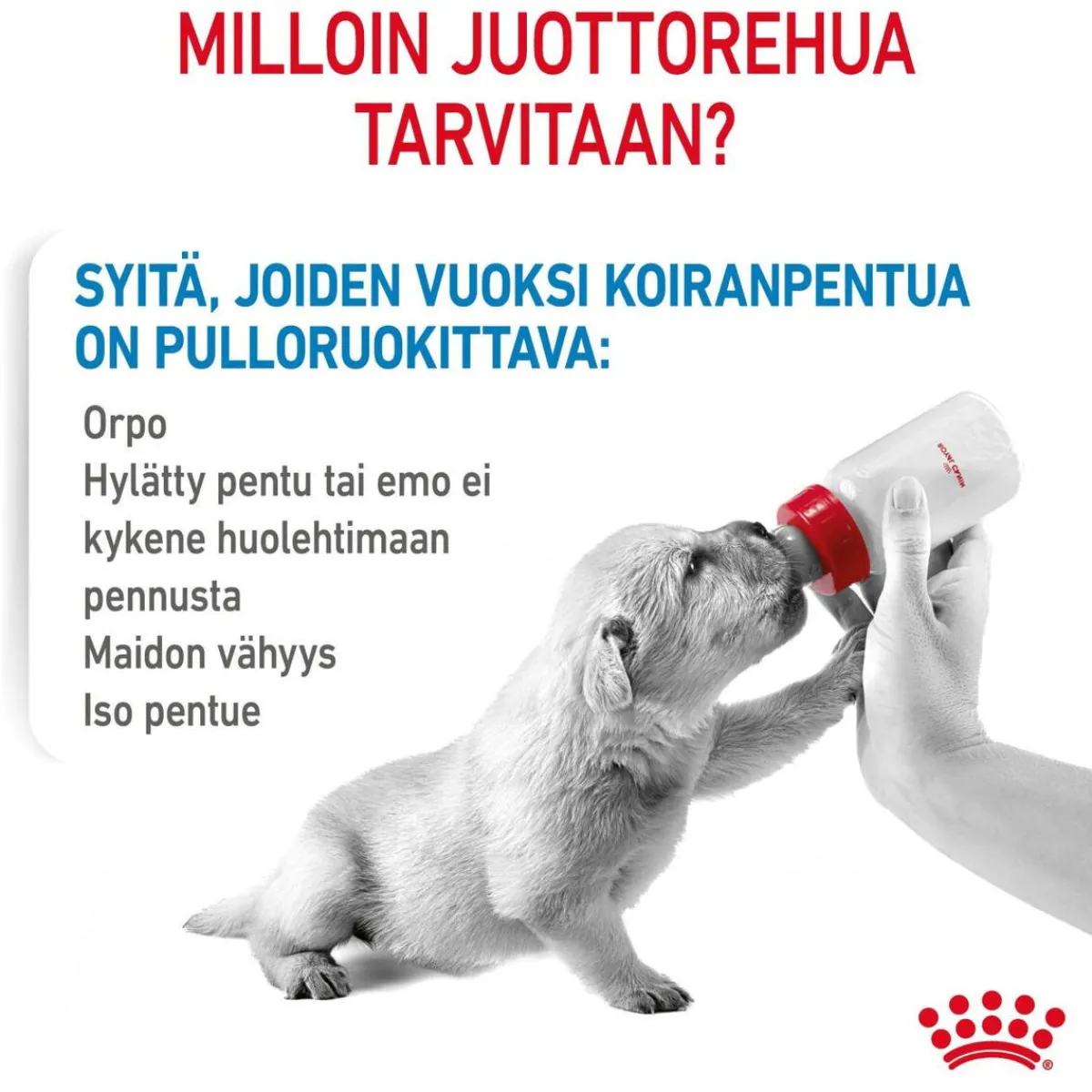 Babydog Milk>Royal Canin Outlet