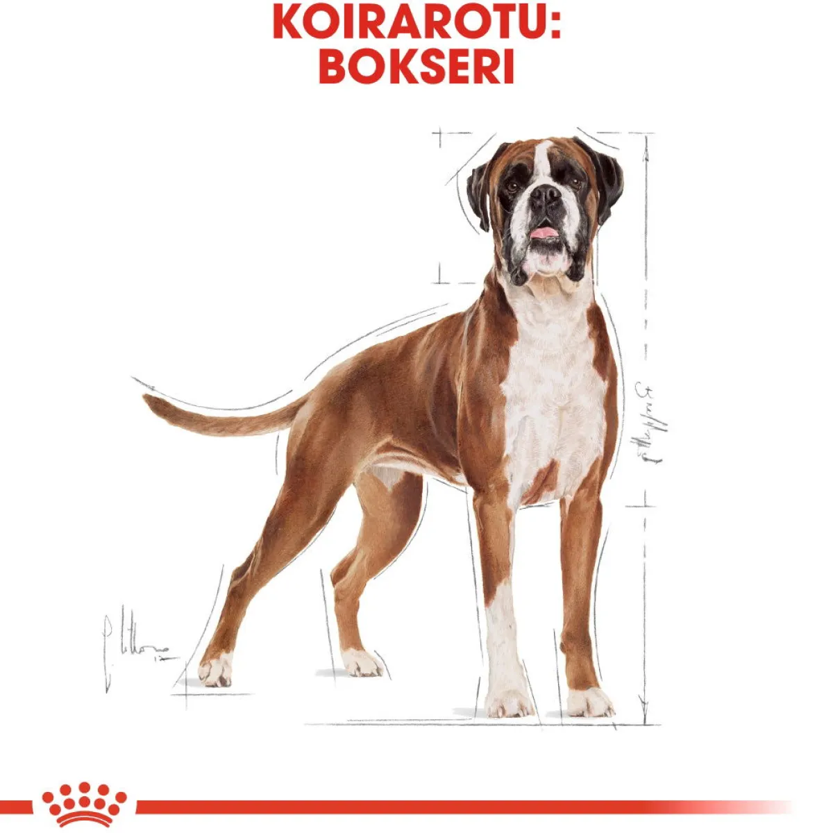 Boxer Adult 12 kg>Royal Canin Outlet
