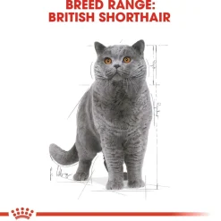 British Shorthair 85g, 48-pack>Royal Canin Online