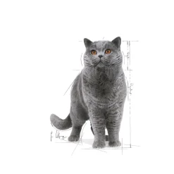 British Shorthair 85g, 48-pack>Royal Canin Online
