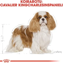 Cavalier Adult>Royal Canin Hot