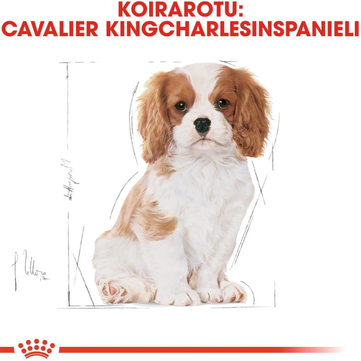 Cavalier Puppy 1,5 kg>Royal Canin Clearance