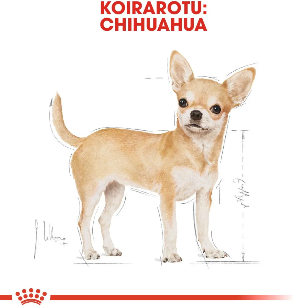 Chihuahua Wet 12x85g>Royal Canin Online