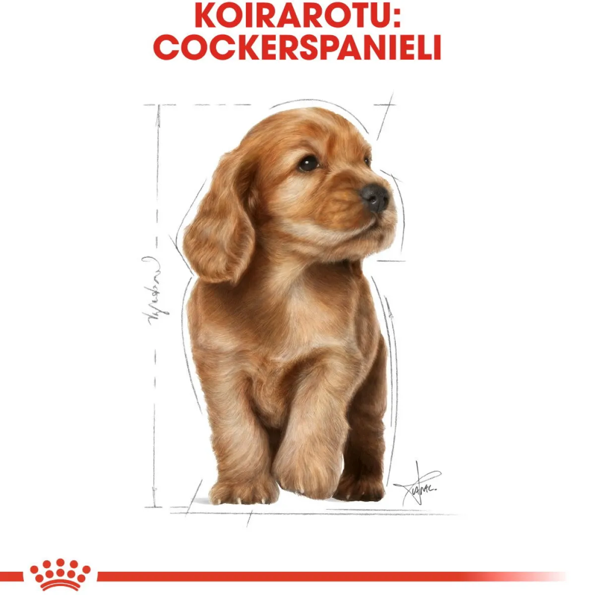 Cocker Puppy 3 kg>Royal Canin Best