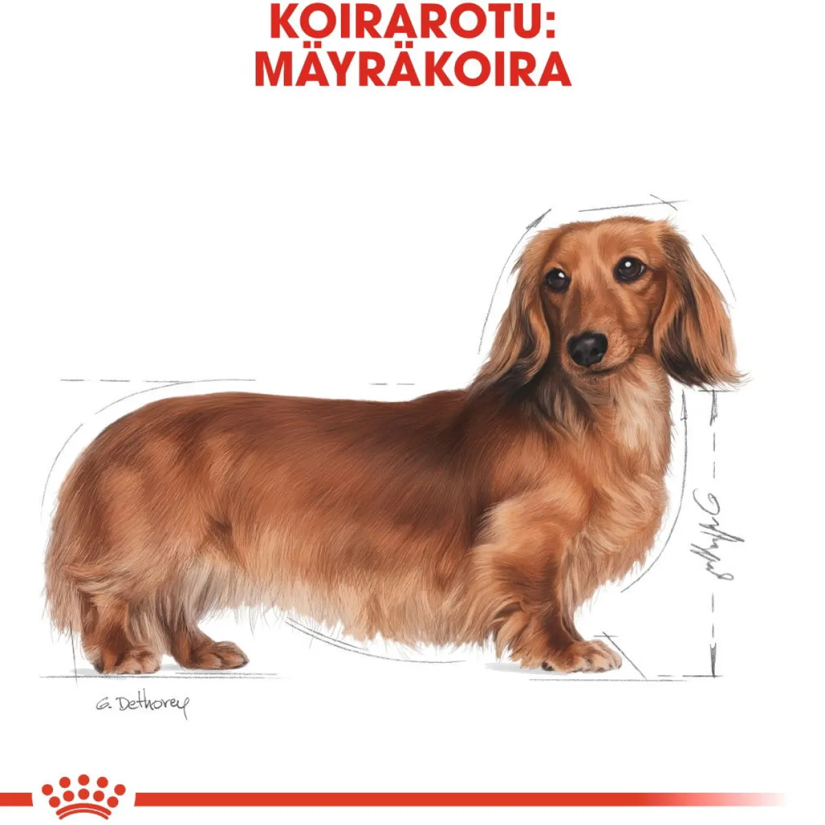 Dachshund Wet 12 x 85 g>Royal Canin New