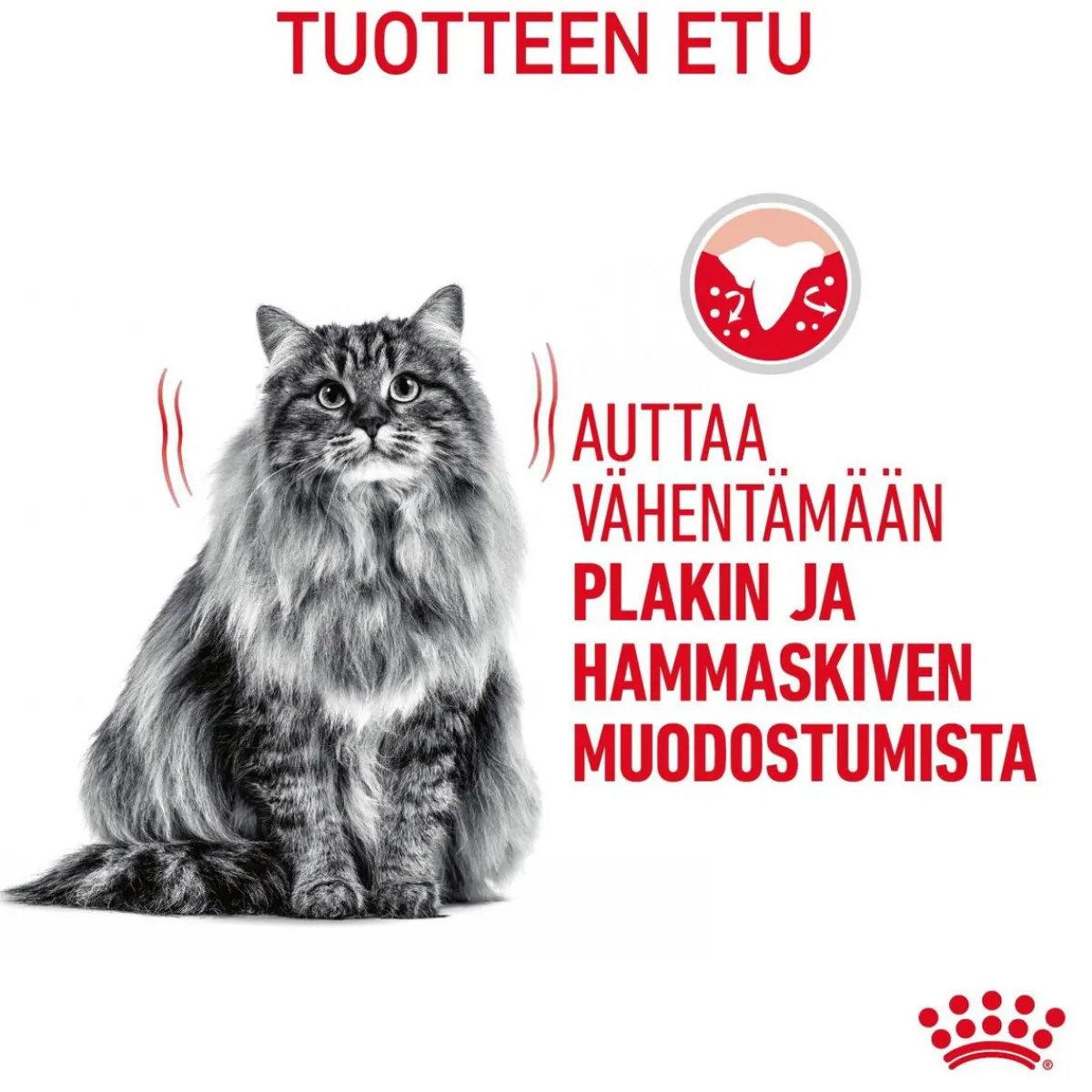 Dental Care>Royal Canin Clearance