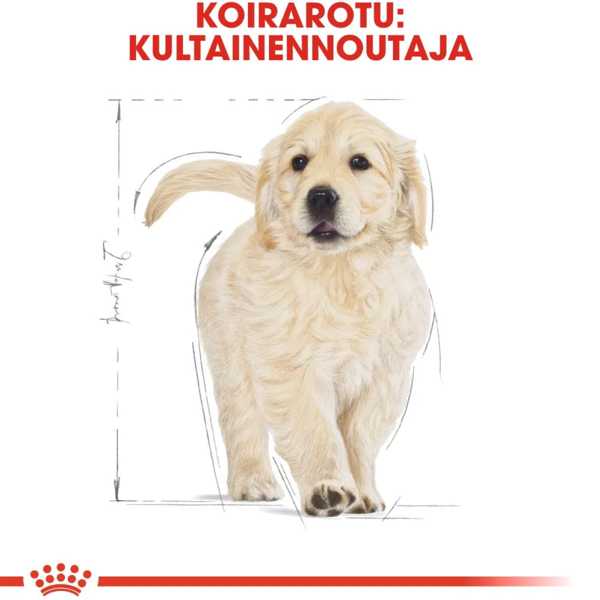 Golden Retriever Puppy 12 kg>Royal Canin Online