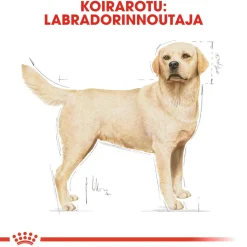 Labrador Retriever Adult 12 kg>Royal Canin Outlet