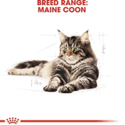 Maine Coon 85g, 48-pack>Royal Canin Best