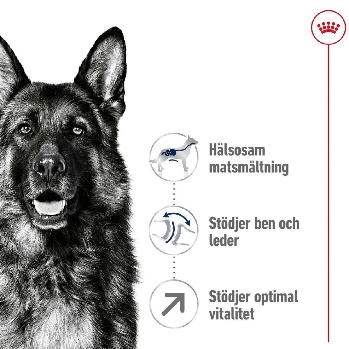 Maxi Adult 5+ 2 x 15kg>Royal Canin Online