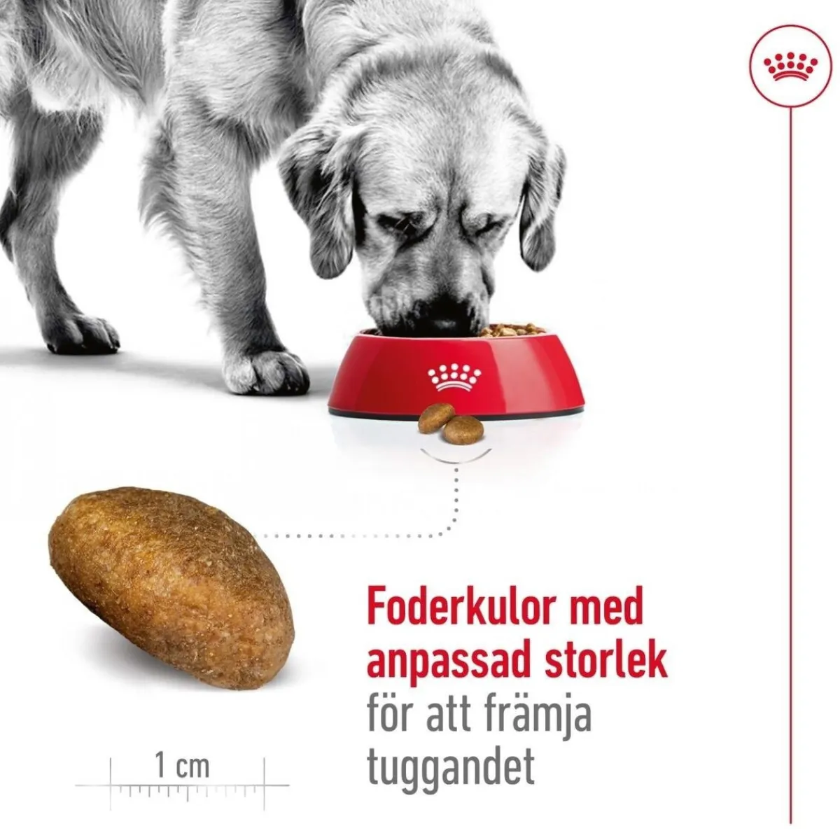 Maxi Adult 2 x 15 kg>Royal Canin Sale