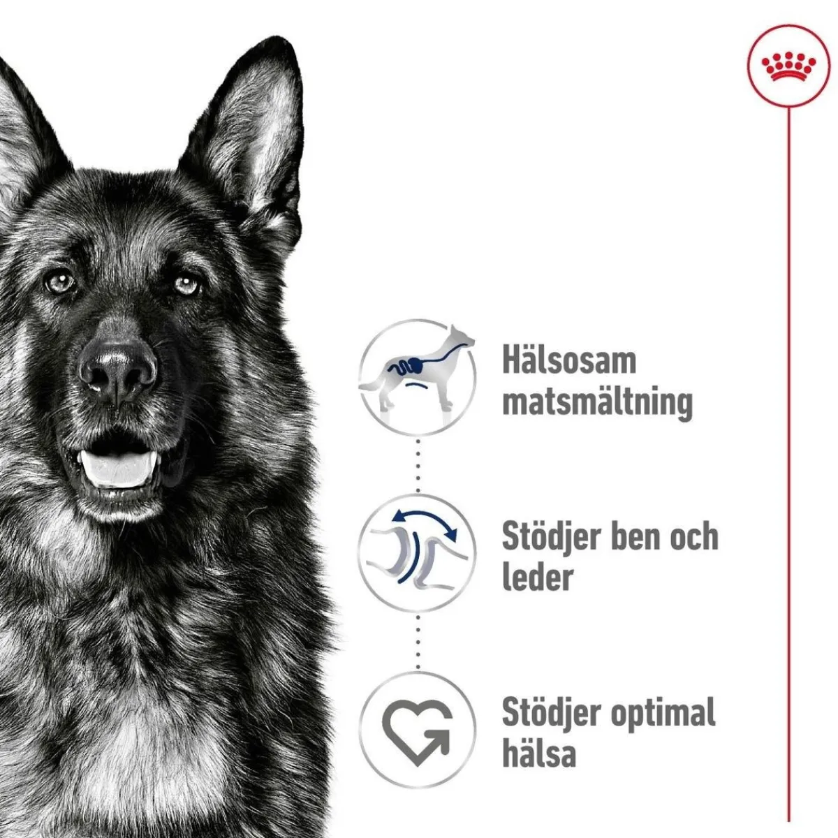 Maxi Adult 2 x 15 kg>Royal Canin Sale