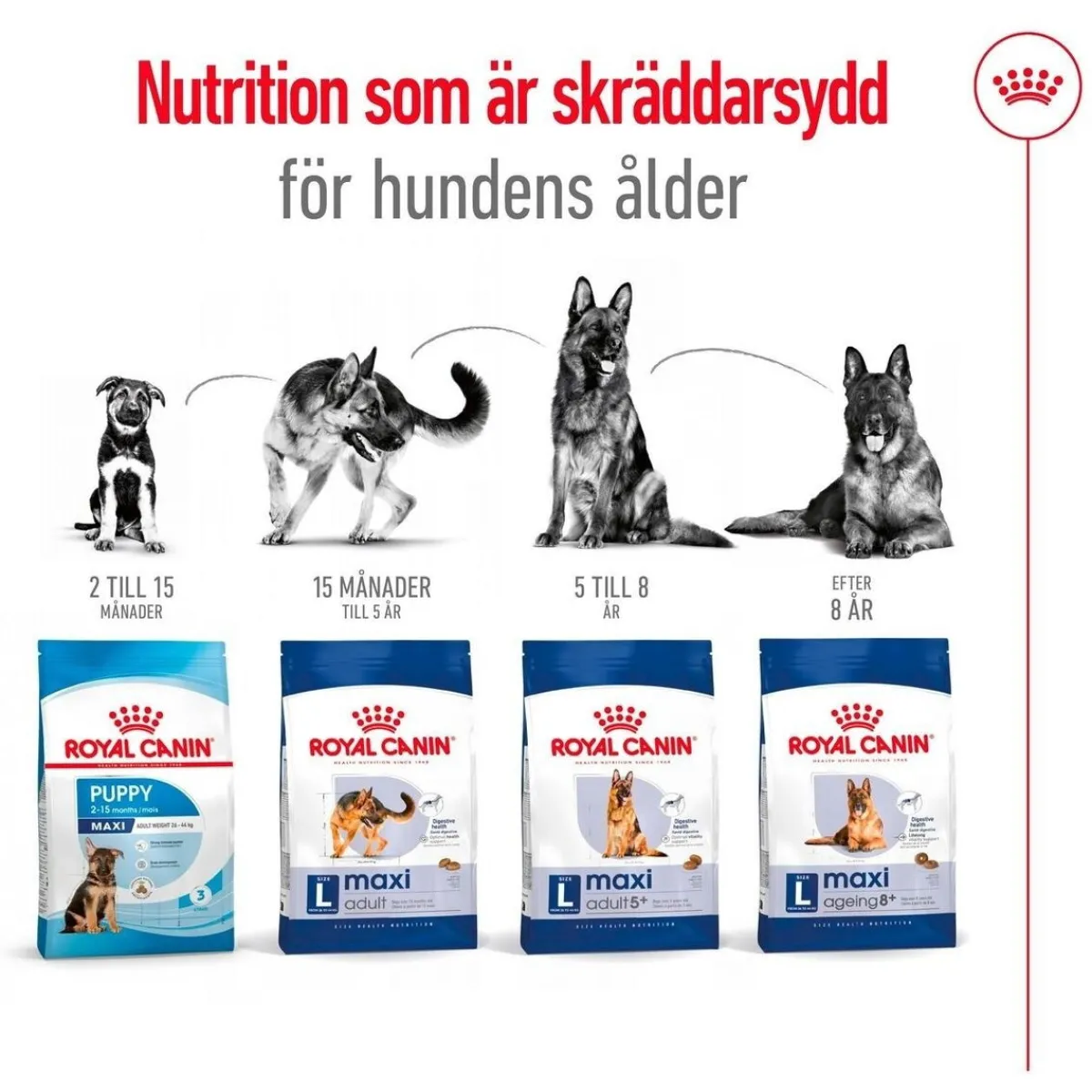 Maxi Ageing 8+ 2 x 15kg>Royal Canin Online