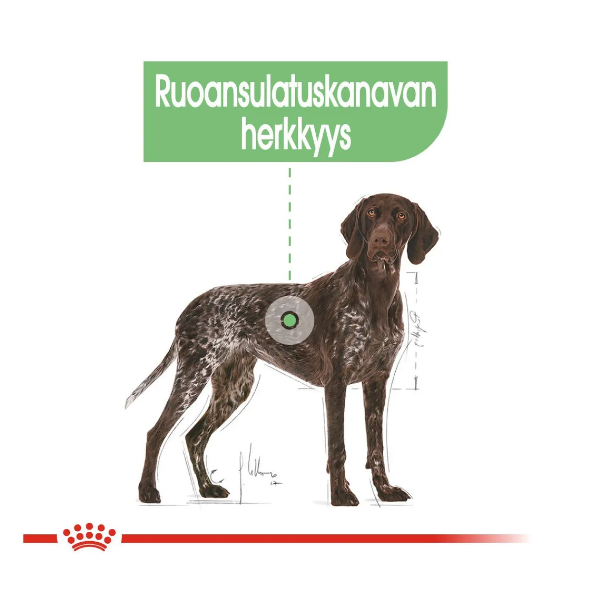 Maxi Digestive Care>Royal Canin Sale