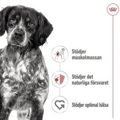 Medium Adult 40 x 140 g>Royal Canin Sale