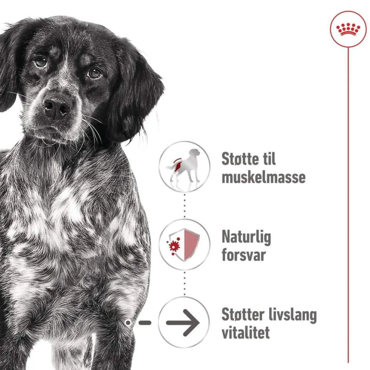 Medium Ageing Wet 10 x 140 g>Royal Canin Discount