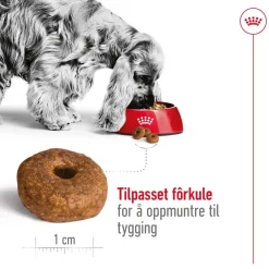 Medium Ageing 10+ 2 x 15kg>Royal Canin Best