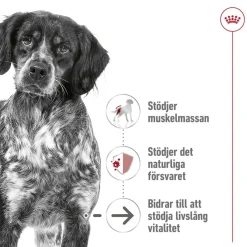 Medium Ageing 10+ 2 x 15kg>Royal Canin Best