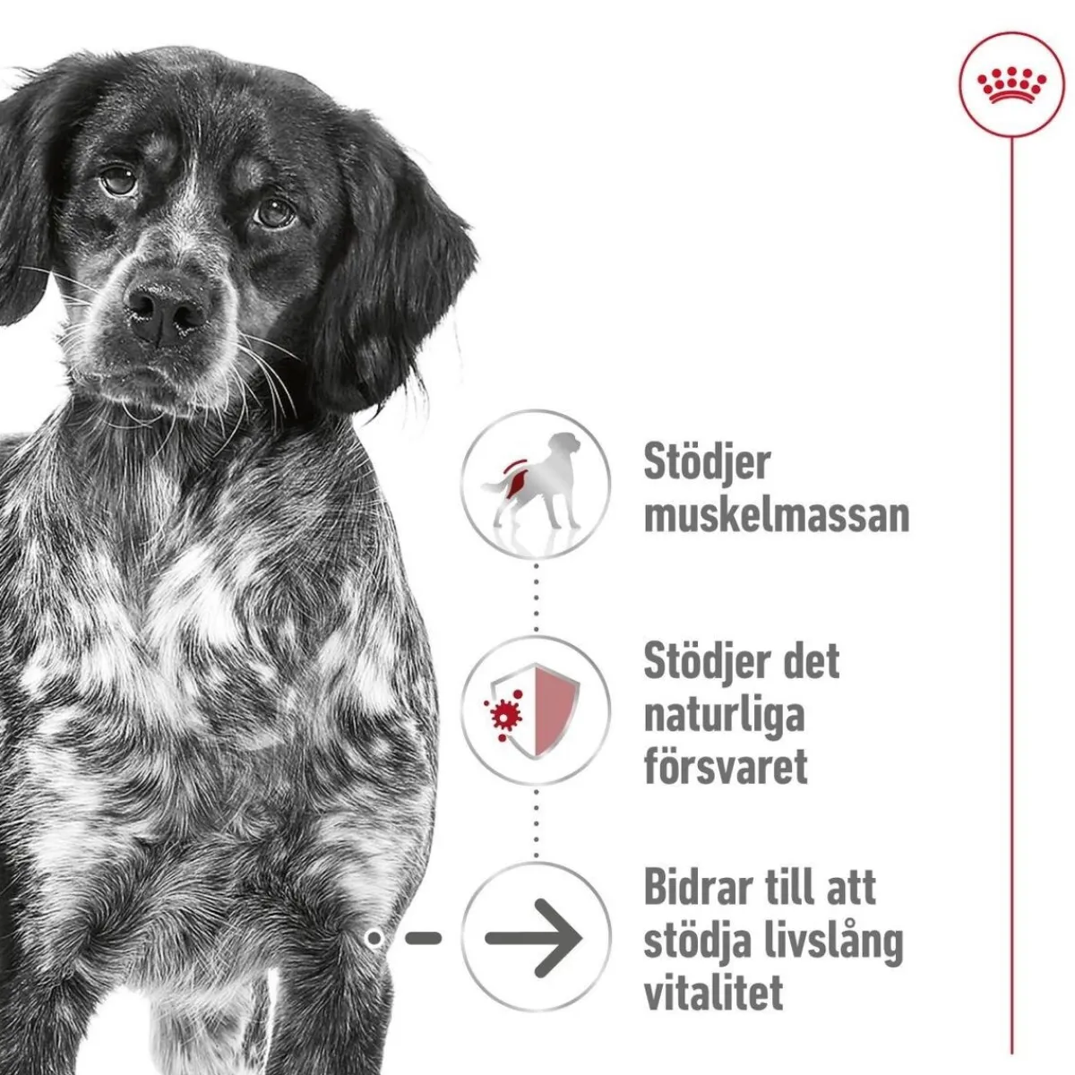 Medium Ageing 10+ 2 x 15kg>Royal Canin Best